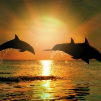 Dolphins