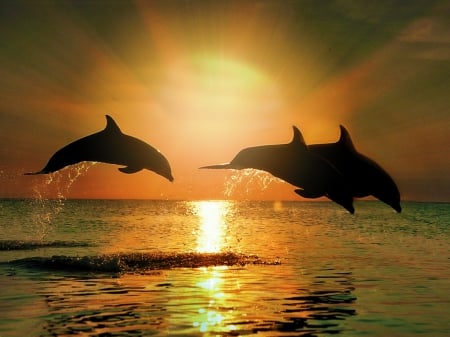 Dolphins - dolphins, beauty, art, abstract