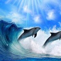 Dolphins in The Surf