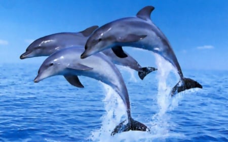 Dolphins - dolphins, nature, beauty, wallpaper