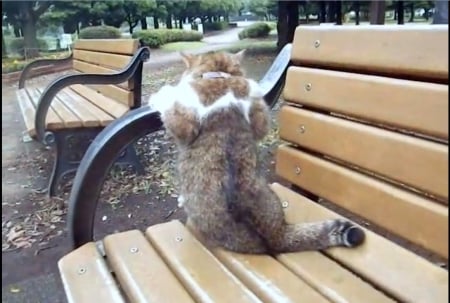 Kitty upset - no meow, bench, upset, park, kitty