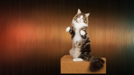 Statuesque Feline - standing, statuesque, cat, maine coon