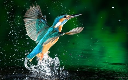 bird - bluewings, flying, water, bird