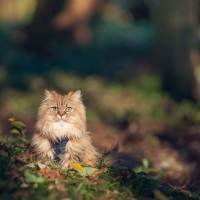 Cat
