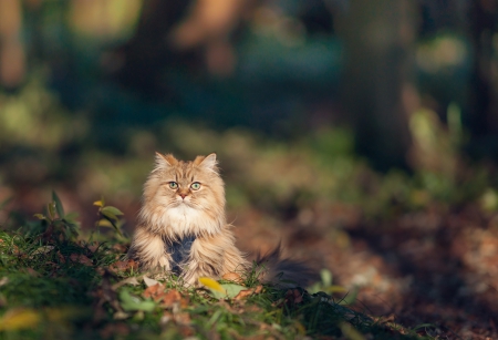 Cat - sleeping, beauty, cat face, hat, animals, sleepy, paws, face, pretty, cute, cat, kitty, lovely, kitten, cats, beautiful, sweet