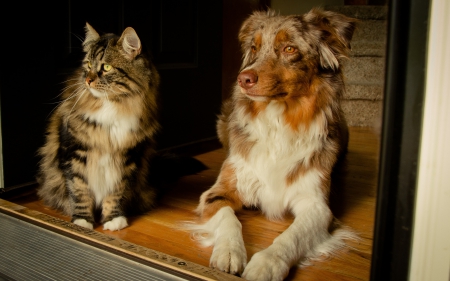 Cat and dog - pretty, cat face, sleepy, paws, kitten, cats, face, sleeping, hat, beautiful, beauty, lovely, sweet, cat, cute, animals, kitty