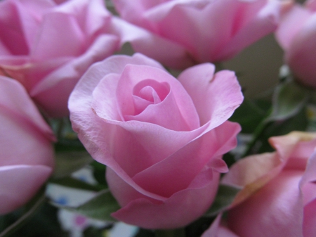 Petals of Pink - buds, roses, flora, blooms, plants