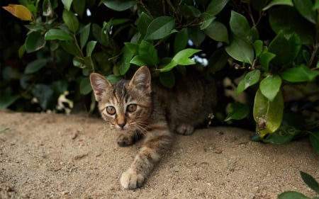 Cat - sleepy, cute, beautiful, cat, sleeping, kitty, cats, hat, cat face, paws, face, animals, pretty, beauty, sweet, kitten, lovely