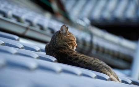 Cat - sleeping, beauty, cat face, hat, animals, sleepy, paws, face, pretty, cute, cat, kitty, lovely, kitten, cats, beautiful, sweet