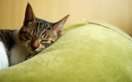 Cat - sleepy, cute, beautiful, cat, sleeping, kitty, cats, hat, cat face, paws, face, animals, pretty, beauty, sweet, kitten, lovely