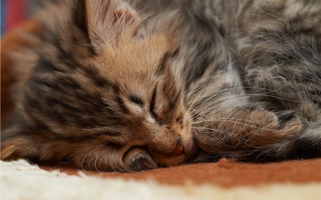 Cat - sleepy, cute, beautiful, cat, sleeping, kitty, cats, hat, cat face, paws, face, animals, pretty, beauty, sweet, kitten, lovely