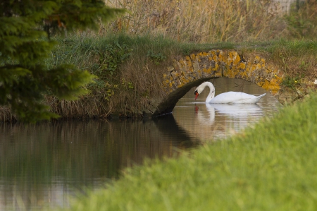 Swan - animal, swan, lake, bird