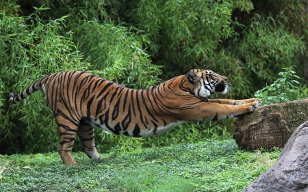 Tiger - jungle, animal, Tiger, forest