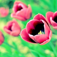 Tulips