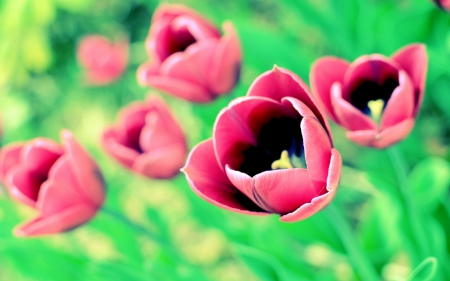 Tulips - leaf, flower, nature, tulips