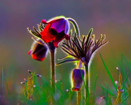 Beautiful flowers - nature, buds, closeup, flower