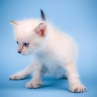Cute Kitty