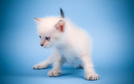 Cute Kitty - white, adorable, cat, kitty, cute