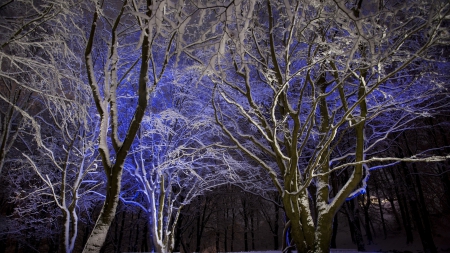 blue light glowing in forest in winter - forest, blue, light, winter, night