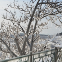 trees and rail at the seaside covered with ice