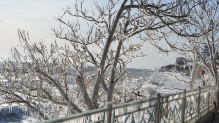 trees and rail at the seaside covered with ice - rail, city, trees, ice, sea, shore