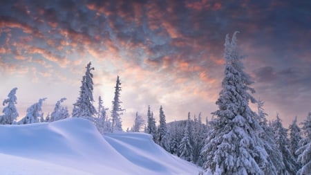 outstanding winter scene - hill, trees, clouds, snow, winter