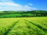 windy  green field