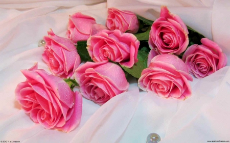 pink roses on white - white, nature, roses, pink, flowers