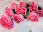 pink roses on white