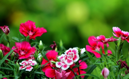 Dark pink flowers - greenery, pretty, beautiful, lovely, pink, dark, flowers, nature, green, garden, nice