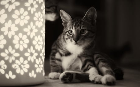 Fascinated - lamp, night, light, lantern, cat, black, white, animal, kitten, fascinated, cute, monochrome