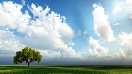 lonely tree with clouds - fields, nature, sky, trees, clouds, green