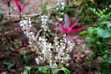 Floweret - nature, tiny, floweret, lovely