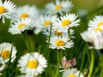 spring daisy flowers