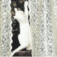 White kitten climbing on curtains