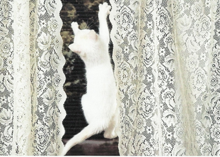 White kitten climbing on curtains