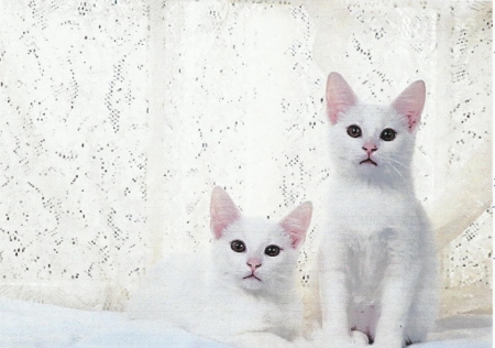 Two white kittens sitting by a lace curtain - curtain, white, kitten, cute, lace, paws