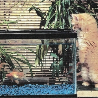 A tabby kitten watching two goldfish