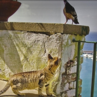 Tabby cat watching a bird