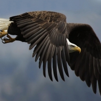 Great Eagle