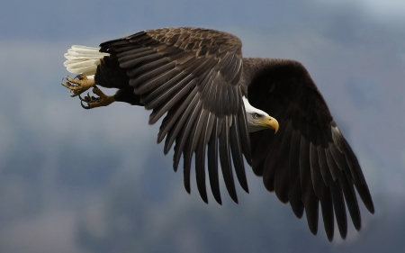 Great Eagle - bird, Eagle, soaring, bald