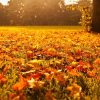 autumn leaves at sunset