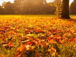 autumn leaves at sunset