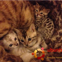 Ubuntu Bengals