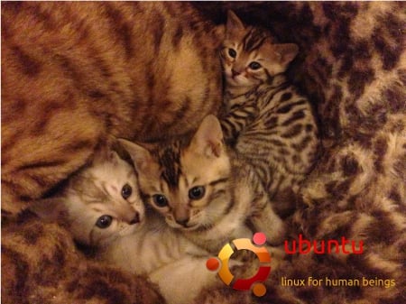 Ubuntu Bengals - beings, human, cats, ubuntu