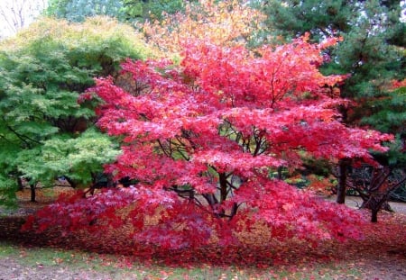 Autumn Colors - park garden, colors, nature, autumn