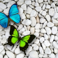 Butterflies on pebble