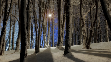 fantastic winter forest shadows at night - winter, shadows, lamp, forest, light