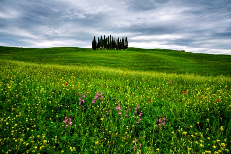 Landscape - sky, trees, landscape, field, nature, clouds, splendor, green, flowers, grass