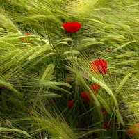 Poppies